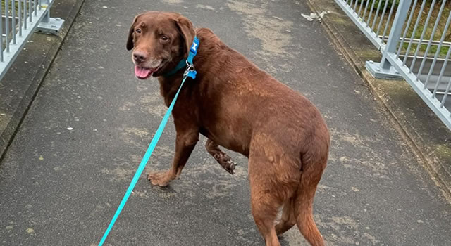 Dog Walker Snodland Kent