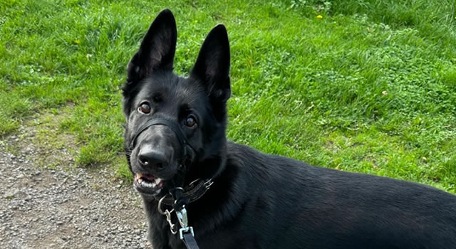 Dog Walker Snodland Kent