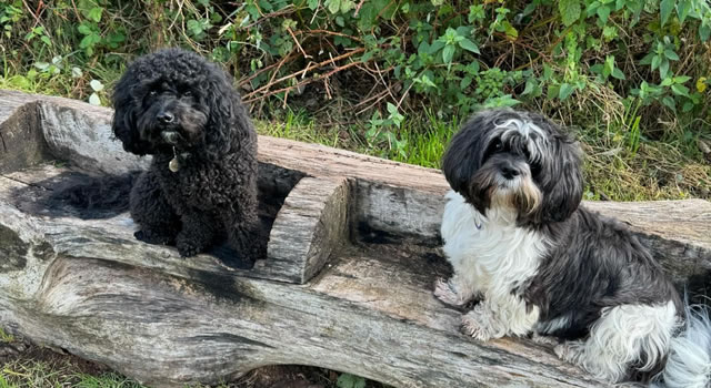 Dog Walker Snodland Kent